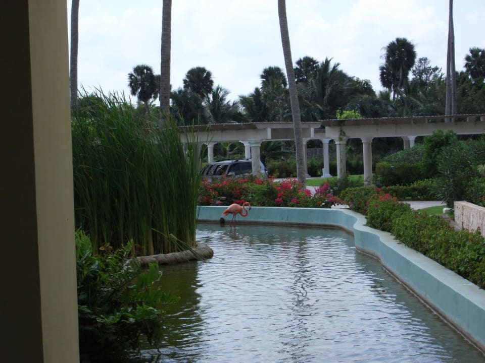 Gartenanlage mit Flamingos JOIA Bávaro by Iberostar
