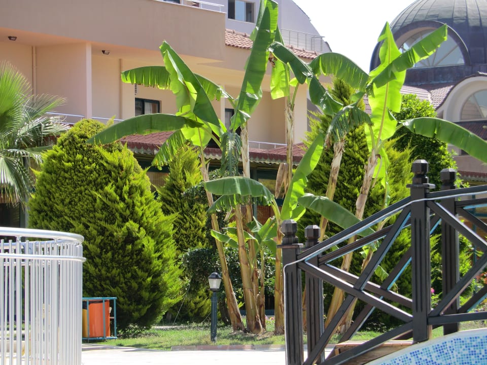 Pool mit Bananenbaum Grand Seker Hotel