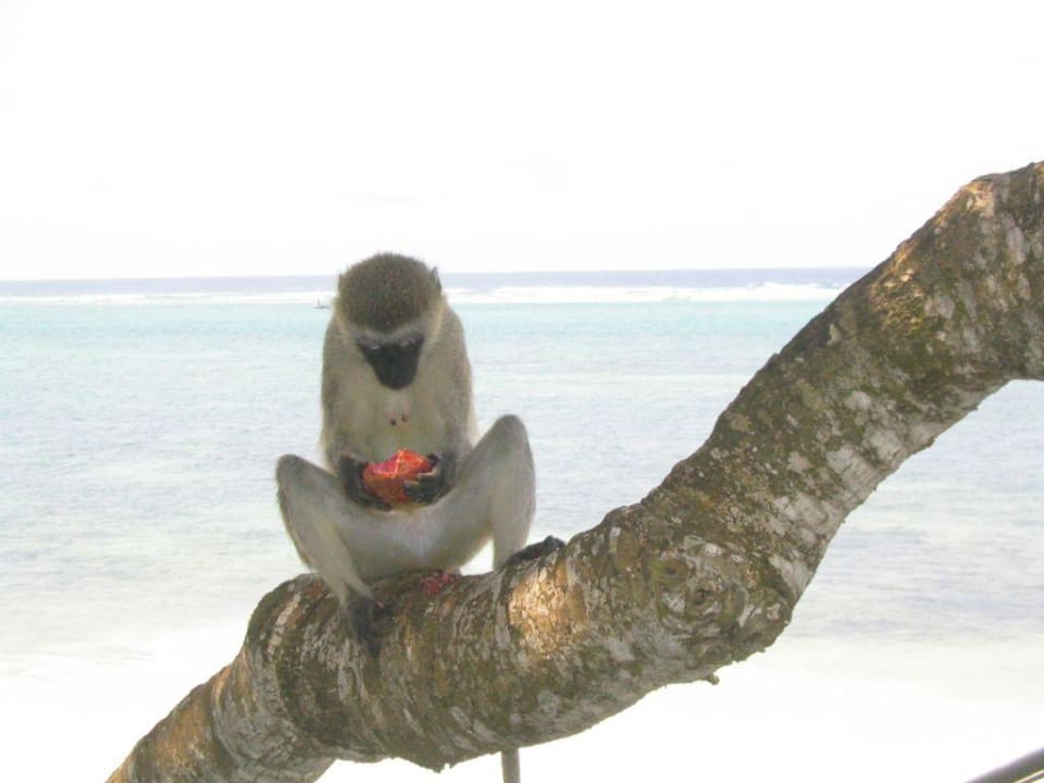 Noch ein Affe Baobab Beach Resort & Spa