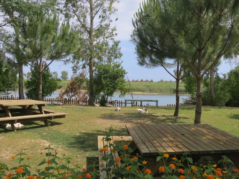 Hier gibt es allerlei Federvieh Crystal Paraiso Aqua Collection