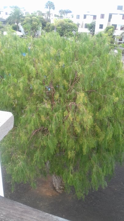 Ausblick allsun App.-Hotel Albatros