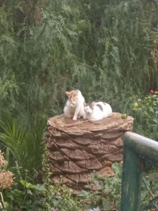 Katzen Hotel Dom Pedro Madeira