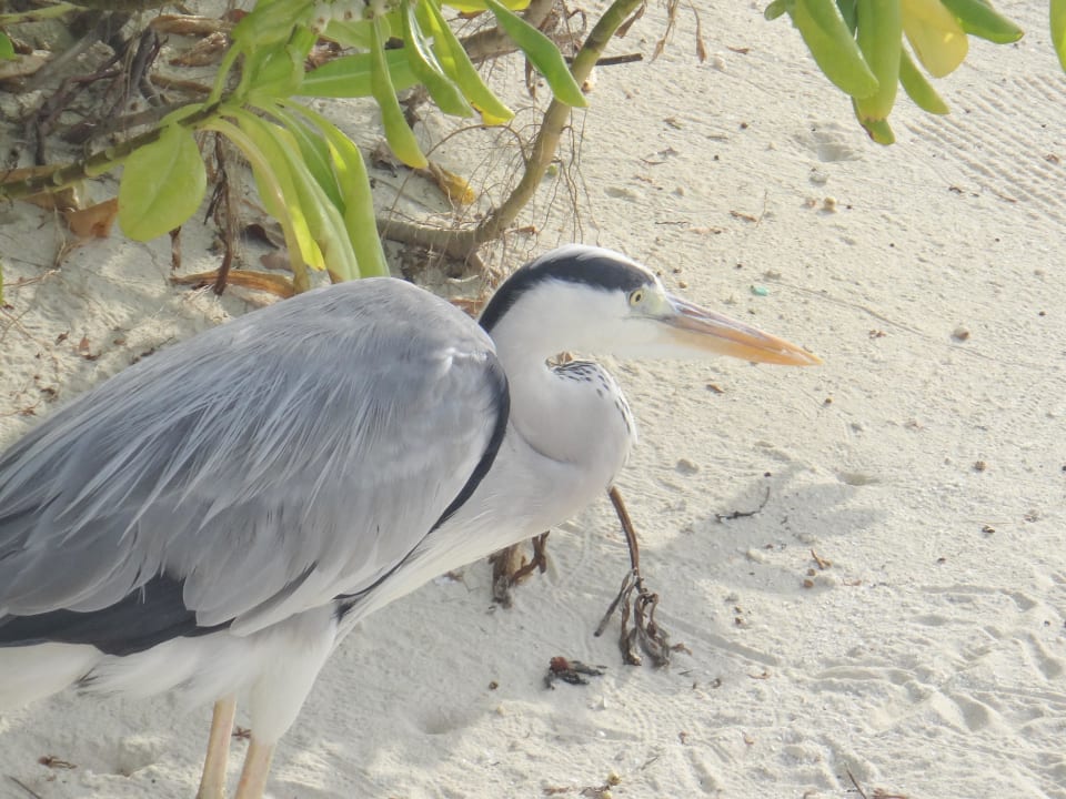 Einheimischer Kuramathi Maldives