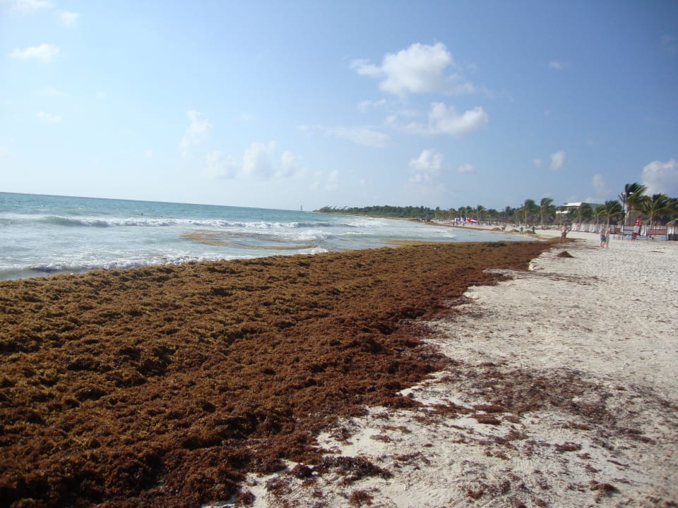 Unser Strand, daneben der des Nachbarhotels Catalonia Playa Maroma
