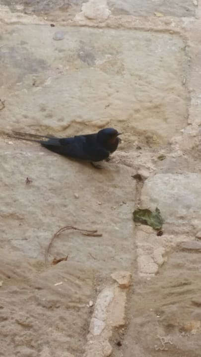 Sonstiges Steigenberger Coraya Beach - Adults only