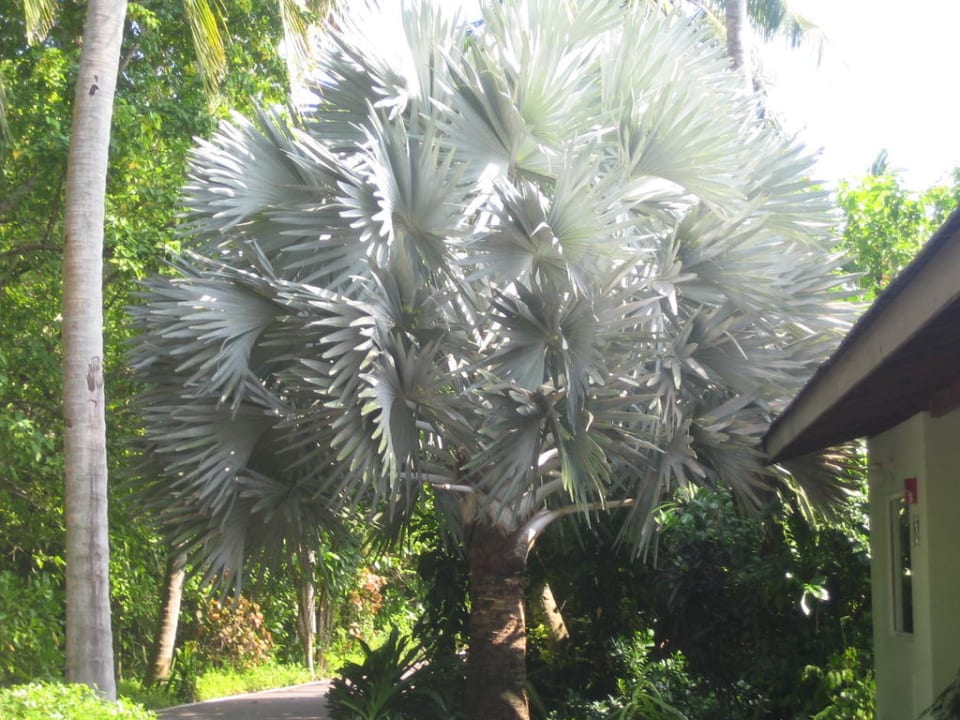 Silberpalme Villa Park Sun Island