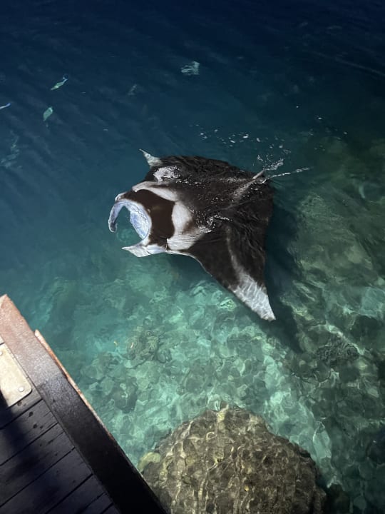 Sonstiges TUI BLUE Olhuveli Romance