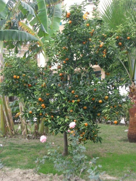 Mandarinenbaum Grand Seker Hotel