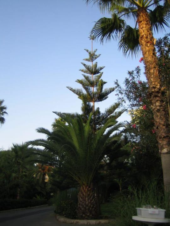 Palmenlandschaft Flipflop Cala Romantica