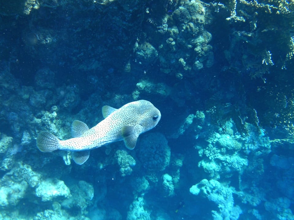 Strand Steigenberger Coraya Beach - Adults only