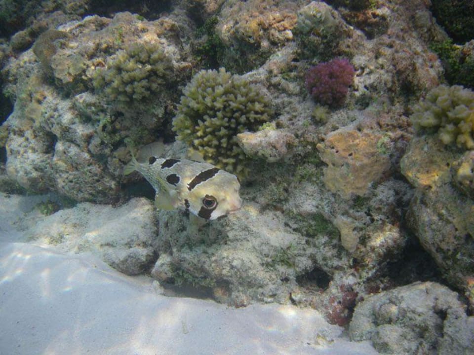 Hausriff Meeru Maldives Resort Island