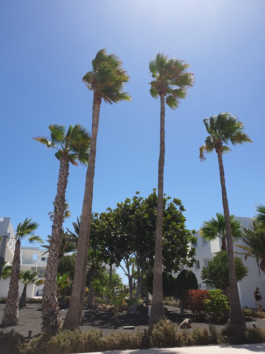 Gartenanlage Sentido Aequora Lanzarote Suite