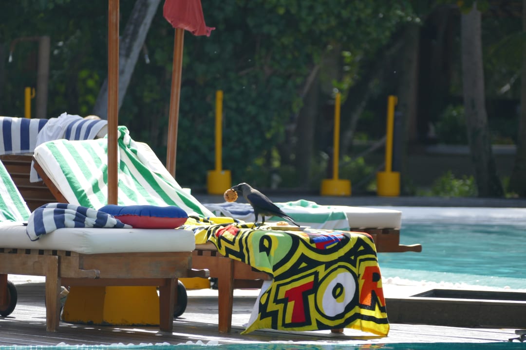 Pool Adaaran Select Meedhupparu Island Resort - Premium All Inclusive