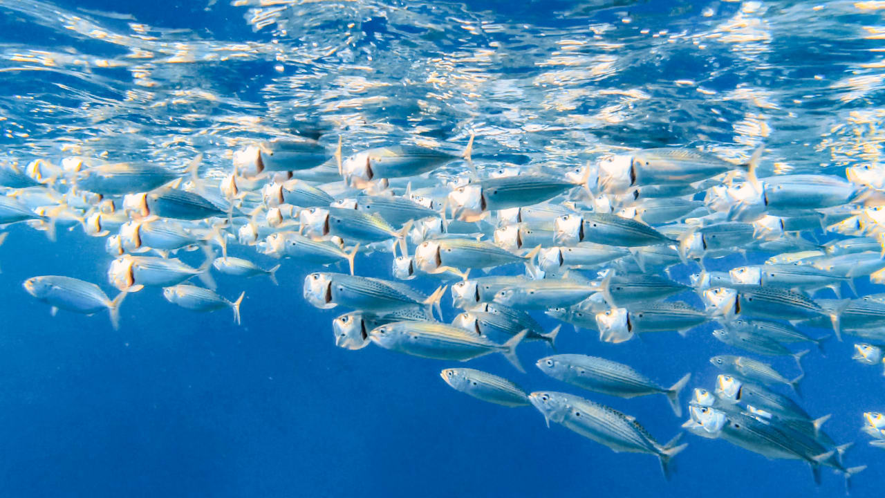 Sport & Freizeit Steigenberger Coraya Beach - Adults only