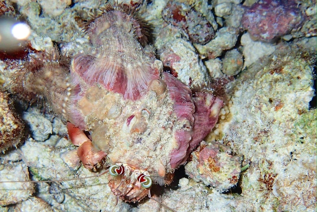 Unterwasser nachts Biyadhoo Island Resort