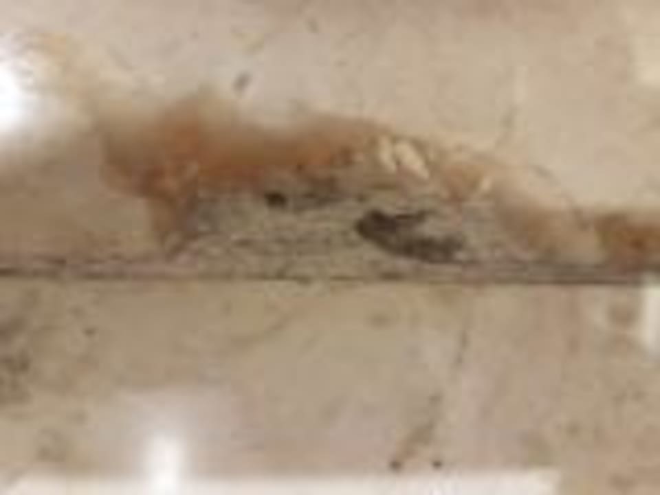 Zimmer Dreams Jardín Tropical