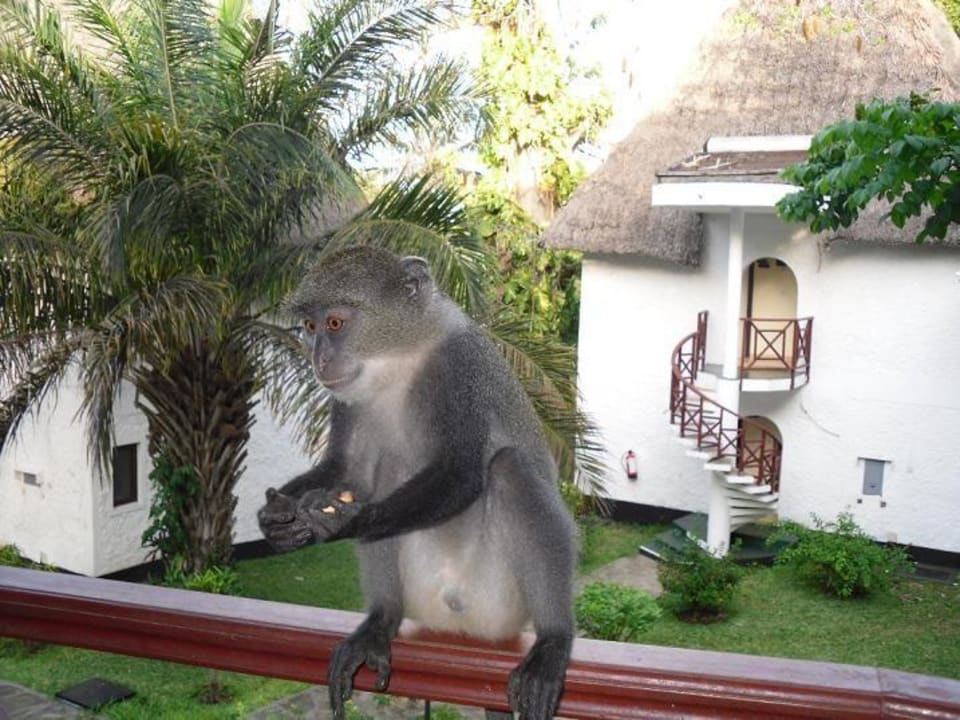 Unsere "Haustiere" Neptune Village Beach Resort & Spa