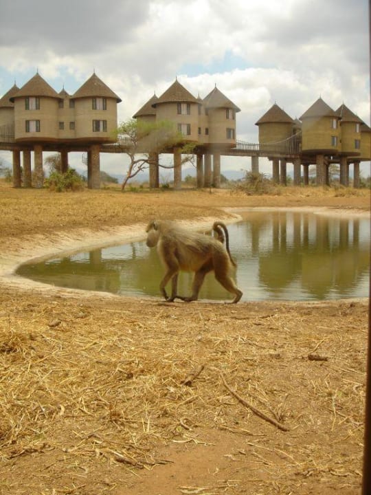 Salt Lick Lodge Salt Lick Safari Lodge