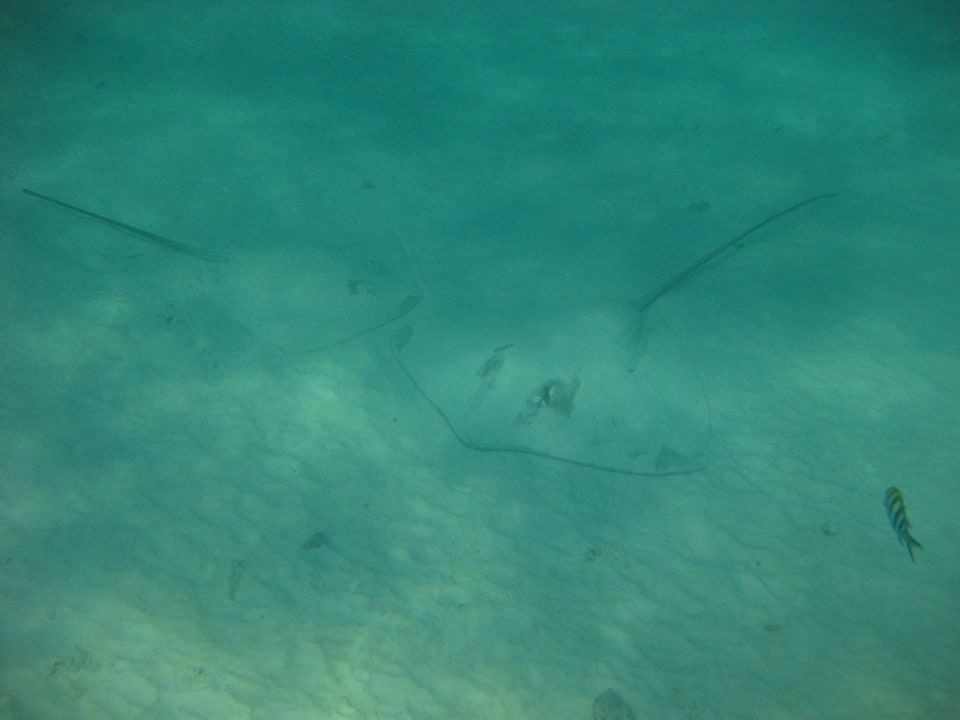 Unterwasserwelt am Hausriff NH Collection Maldives Reethi Resort