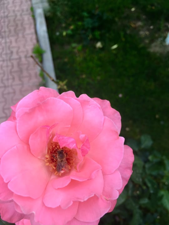 Ein kleiner Bestäuber zu Besuch  Özlem Garden Hotel