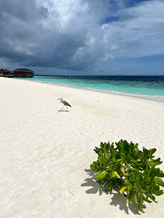 Strand Vilamendhoo Island Resort & Spa