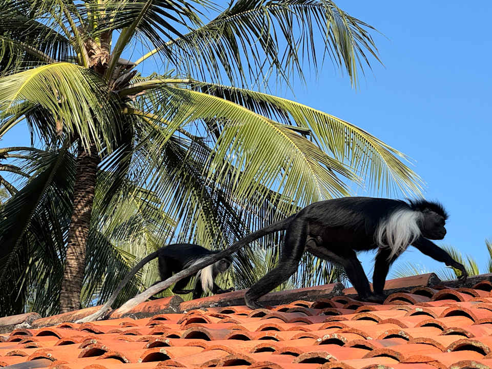 Gartenanlage Diani Sea Resort