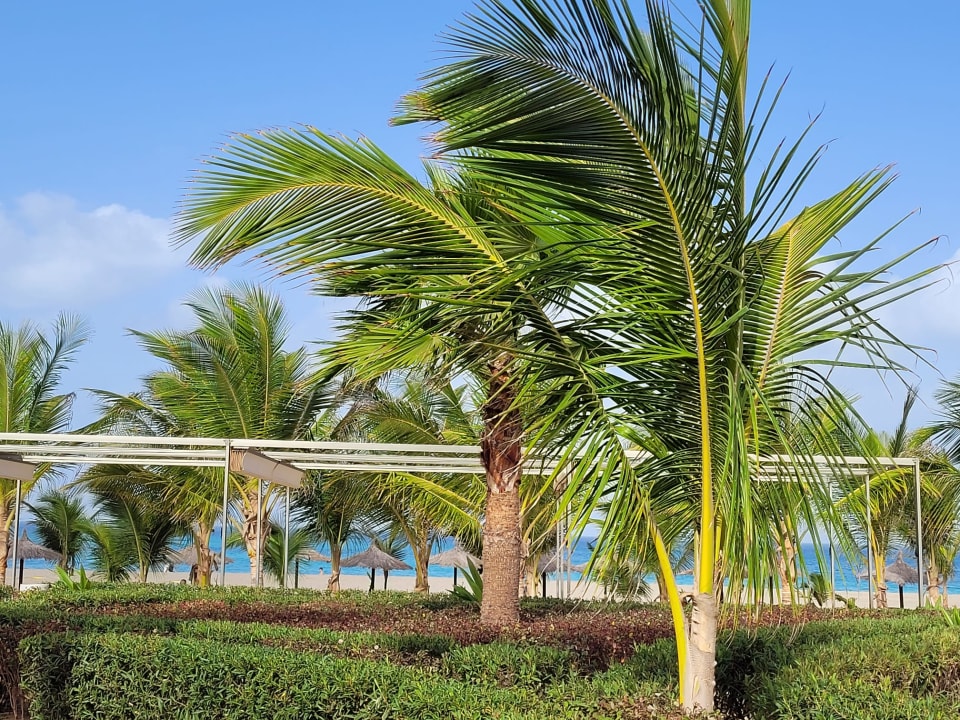 Ausblick Hotel Riu Palace Boavista