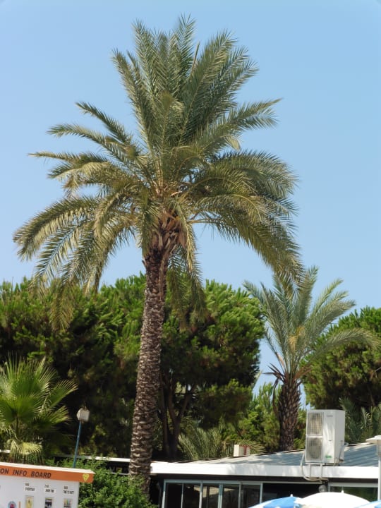 Eine der vielen schönen Palmen Club Turtas Beach Hotel