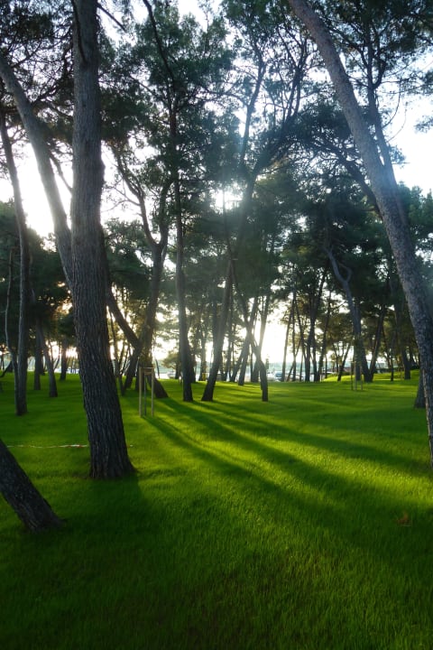 Schöner Baumbestand Hotel Parentium Plava Laguna
