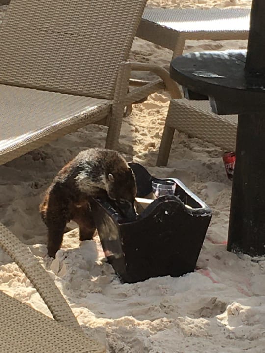 Sonstiges Iberostar Selection Paraiso Lindo