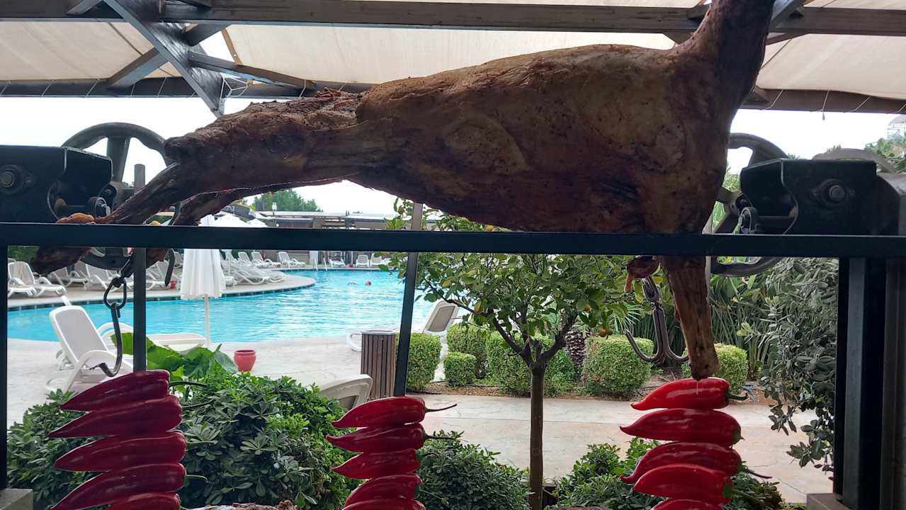 Gastro Adalya Elite Lara