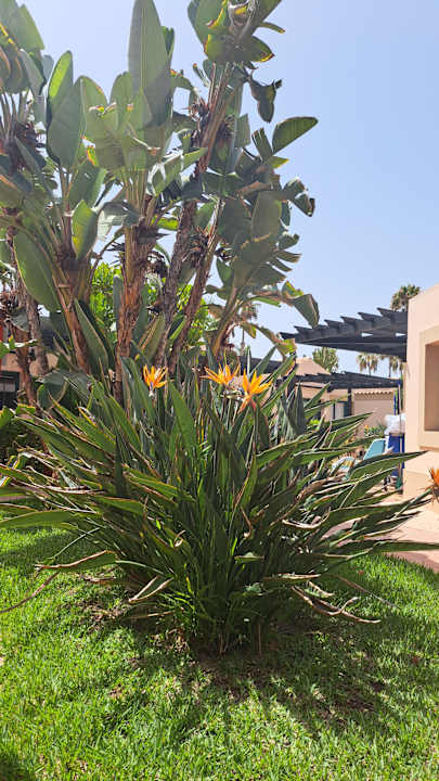 Gartenanlage allsun Hotel Esplendido