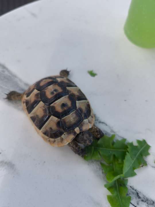 Sonstiges Limak Limra Hotel & Resort