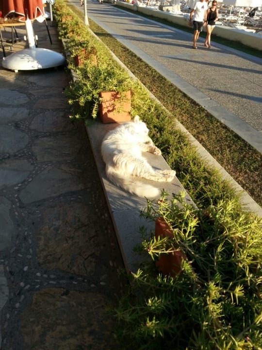 Sonstiges Arum Barut Collection