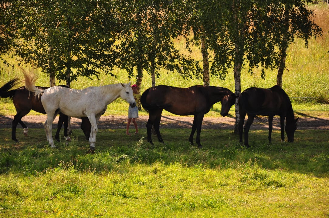 Konie Hotel Villa Finezja