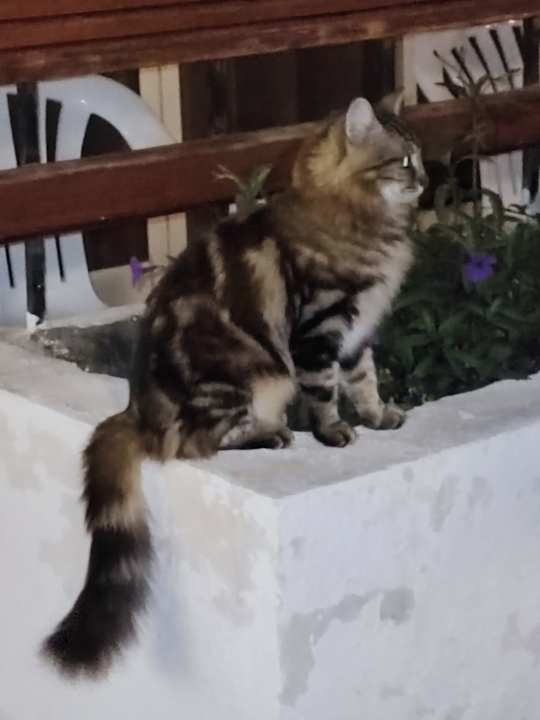 Sonstiges Marlin Inn Azur Resort