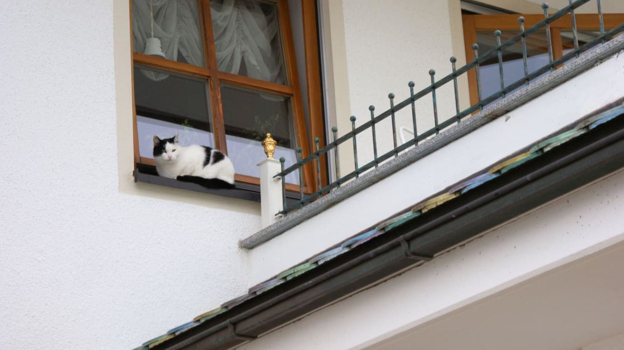 Eine der beiden Hauskatzen Hotel Brunnenhof