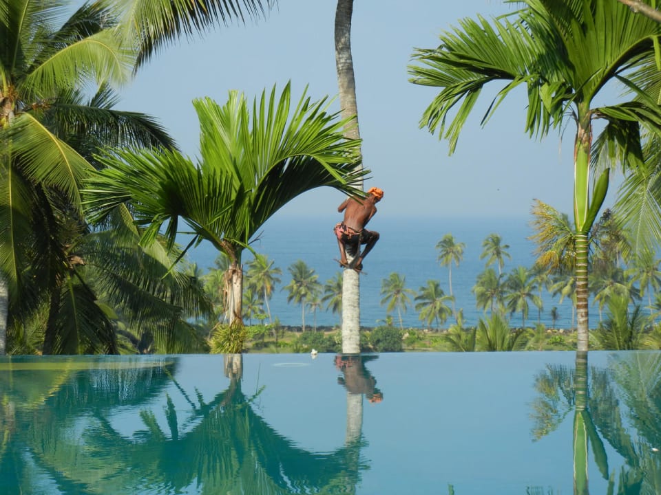 Die Kokosnüsse werden geerntet Hotel Vivanta by Taj Kovalam