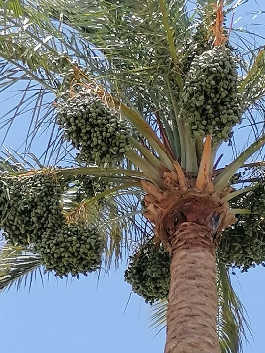 Gartenanlage Arabia Azur Resort