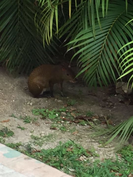 Agoudis Iberostar Waves Tucan