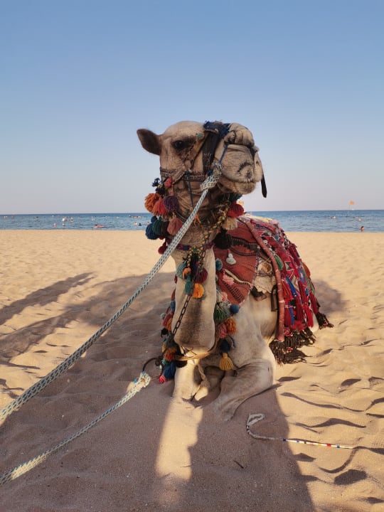 Strand Shams Safaga Resort
