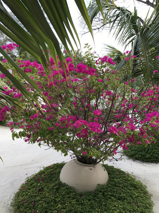 Gartenanlage Centara Ras Fushi Resort & Spa Maldives