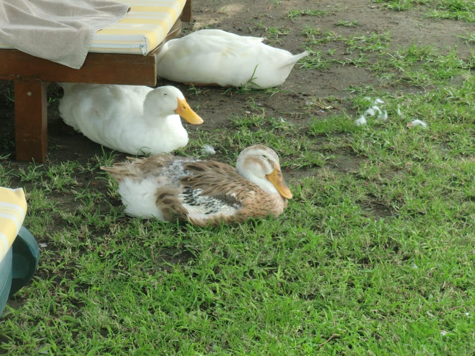 Gänse Asteria Family Belek