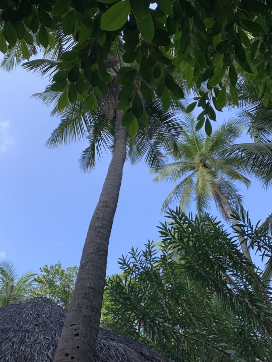 Gartenanlage Thulhagiri Island Resort