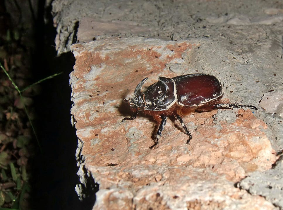 Gartenbewohner Georgia Hotel