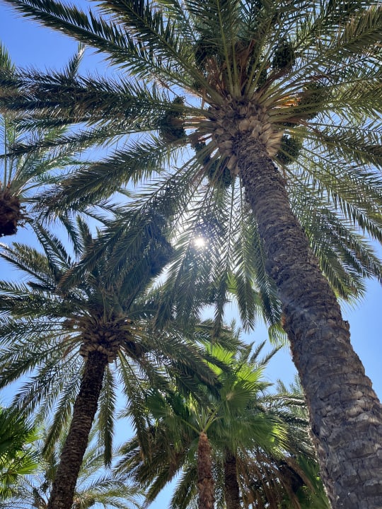 Gartenanlage Houda Golf & Beach Club