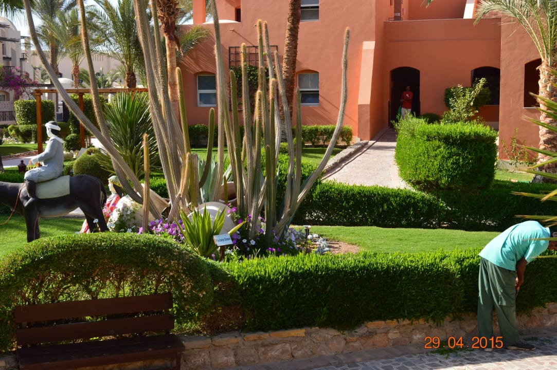 Цветы  Jaz Makadi Oasis Resort