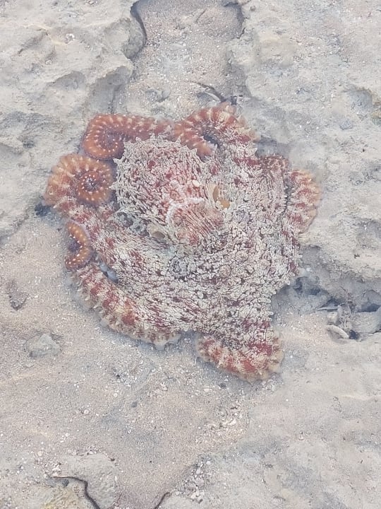 Strand Makadi Spa - Adults only