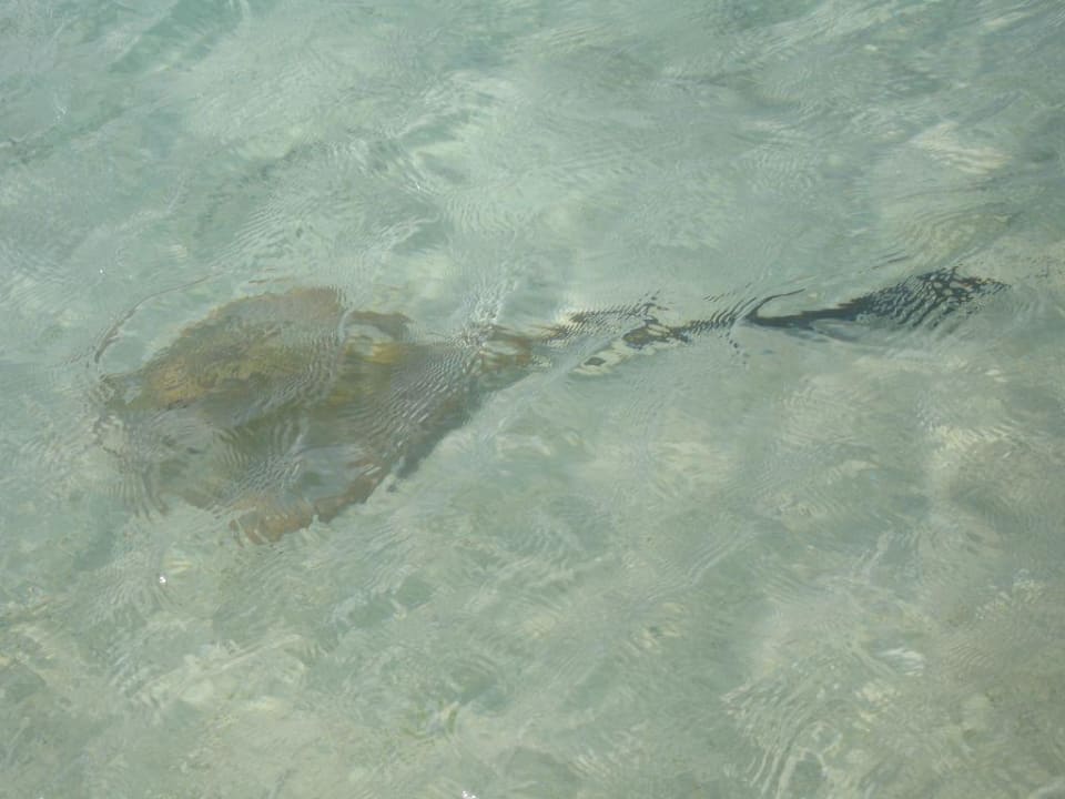 Rochen an der Wasserlinie Meeru Maldives Resort Island