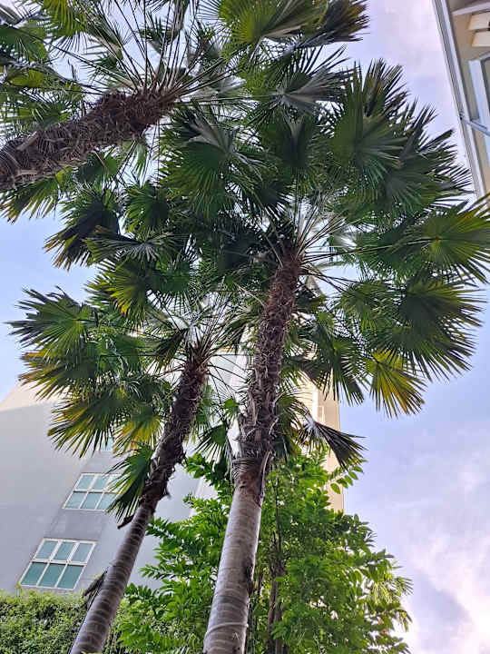 Gartenanlage Hotel Amber Pattaya